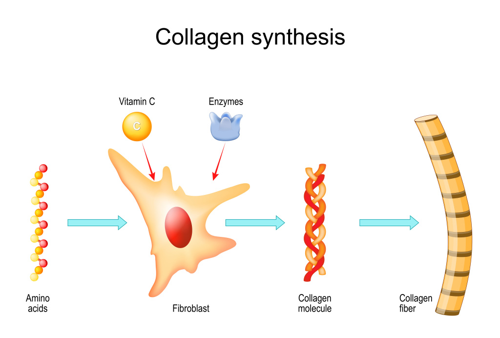 collagen_12.jpg