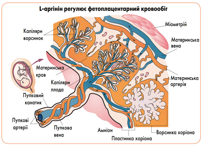 arginin.jpg arginin.jpg